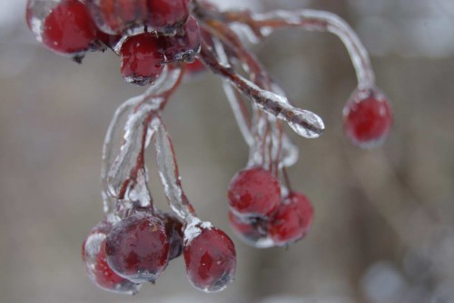Ein frohes Weihnachtsfest